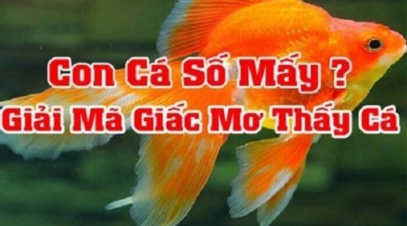 Có phải nằm mơ về cá là điềm báo tốt không? Chốt đề là số gì?