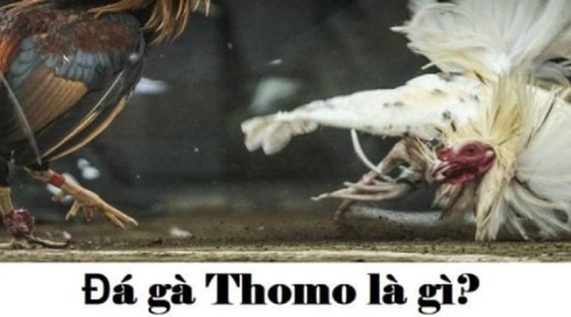 Đá Gà Thomo – Sân Chơi Gà Chọi Dành Cho Mọi Sư Kê