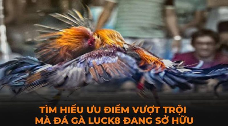 Đá Gà Luck8 – Trải Nghiệm Giải Trí Trực Tuyến Độc Quyền Số 1 Khu Vực