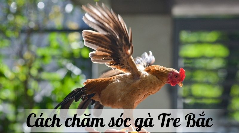 Gà Tre Bắc – Hướng dẫn từ A đến Z về chăm sóc và nuôi dưỡng hiệu quả