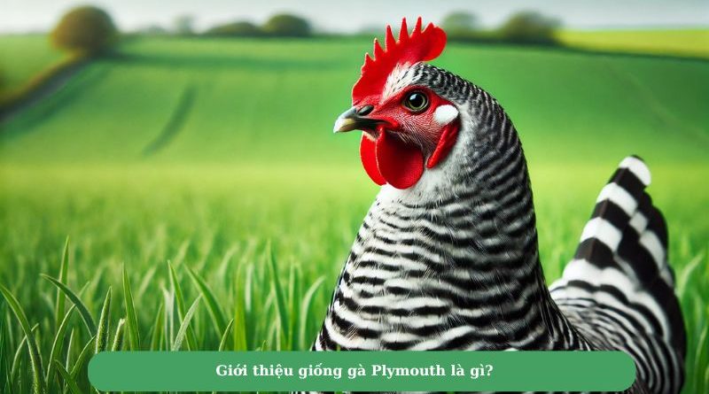 Kỹ thuật nuôi gà Plymouth hiệu quả dành cho sư kê