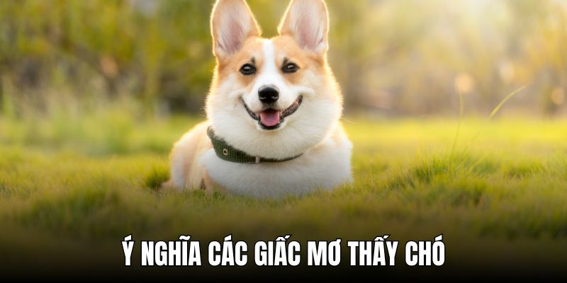 Ý nghĩa chung của việc nằm mơ thấy chó