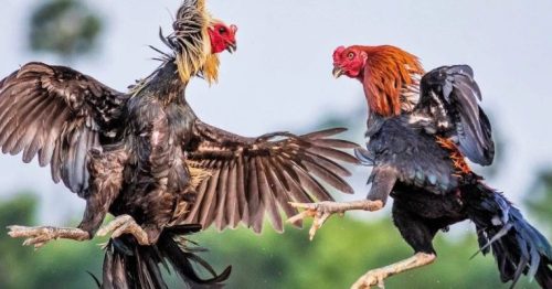 Đá Gà Trực Tiếp – Chứng Kiến Những Khoảnh Khắc Kịch Tính