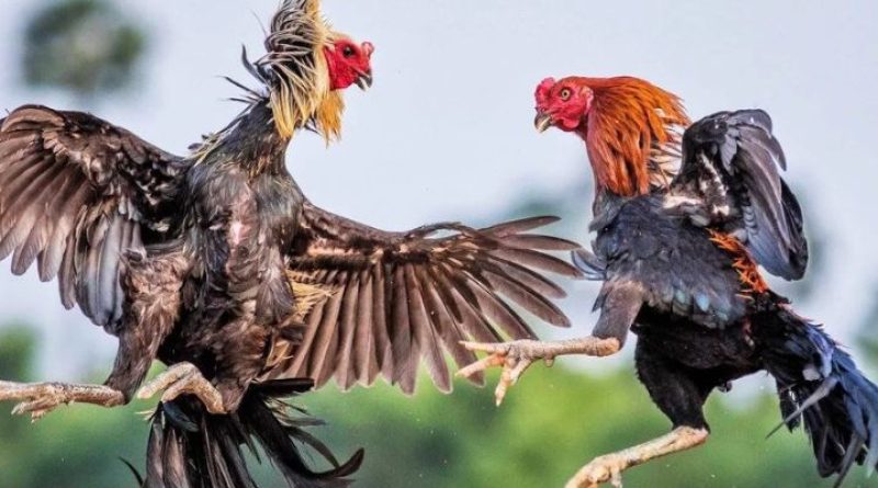 Đá Gà Trực Tiếp – Chứng Kiến Những Khoảnh Khắc Kịch Tính