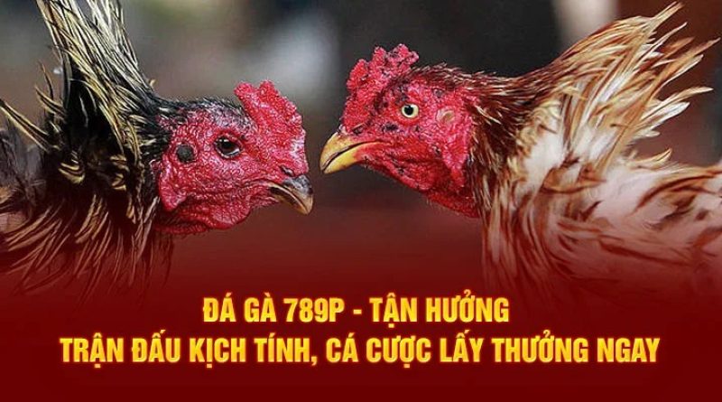 Đá gà 789P qua góc nhìn người chơi yêu sự ổn định